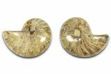 Jurassic Cut & Polished Nautilus (Cymatoceras) Fossil -Madagascar #365514-1